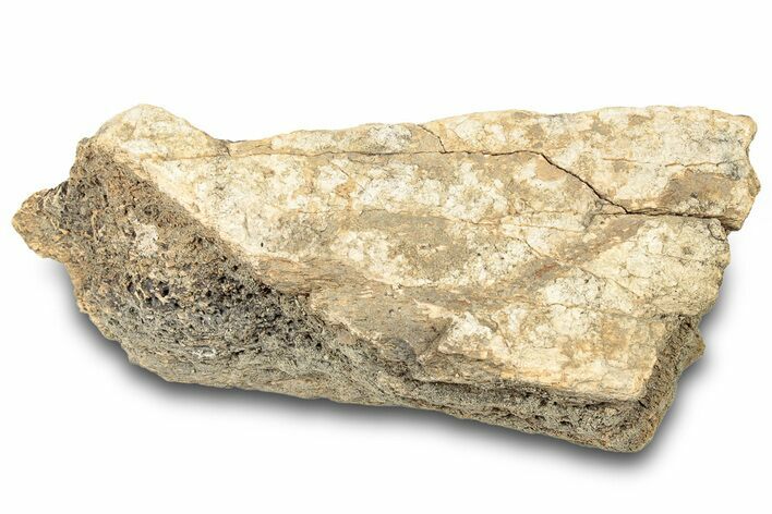 Dinosaur (Triceratops) Frill Shield Section - Montana #323031